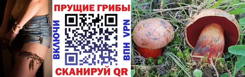 где можно купить наркотик  Медногорск  Галлюциногенные грибы Psilocybe 